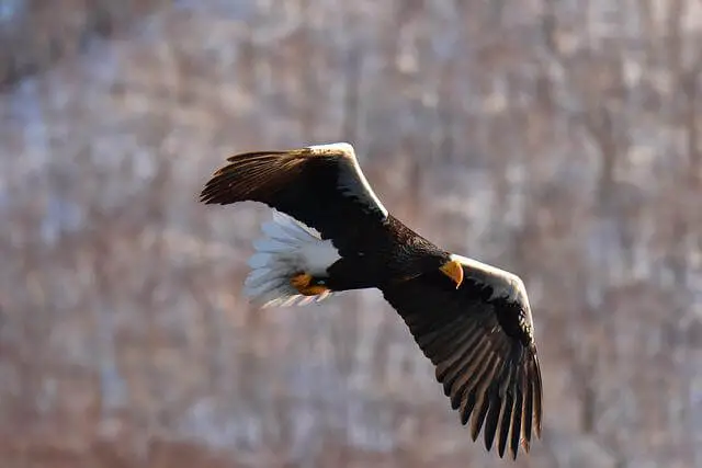 Águila marina de Steller volando 