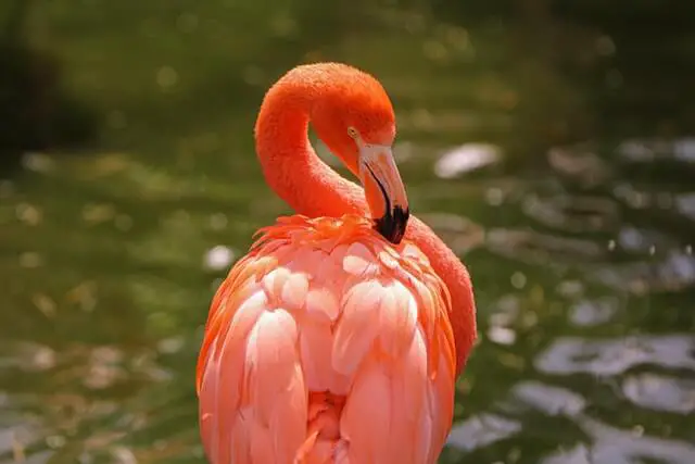 flamenco rosa en el agua