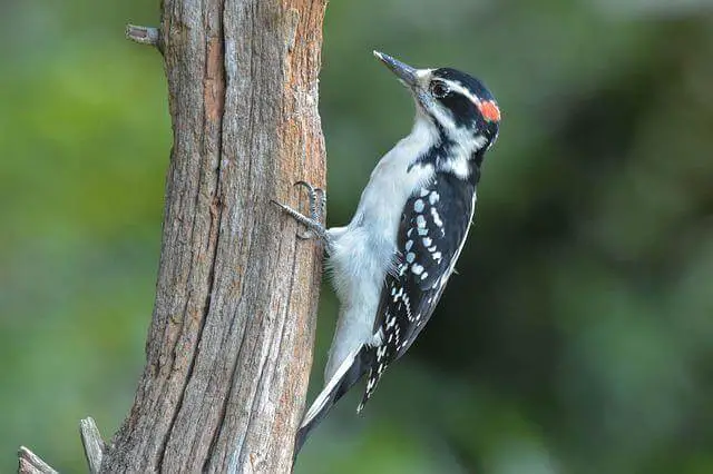pájaro carpintero peludo macho en un árbol