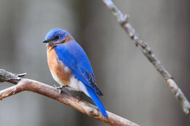 pequeño pájaro azul oriental en una rama de árbol