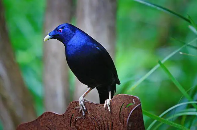 Bowerbird de raso de plumas negras y azules