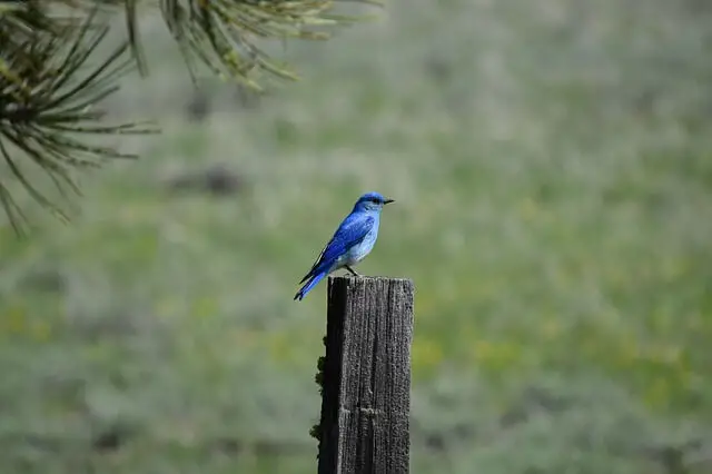 bluebird de montaña en un tablón de madera