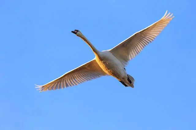 gran cisne mudo blanco volando