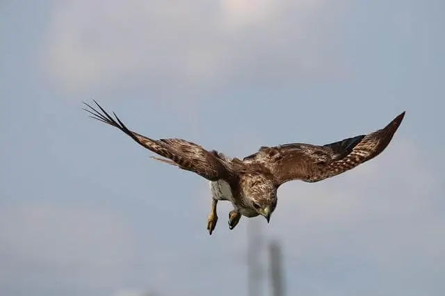 halcón de cola roja en el aire
