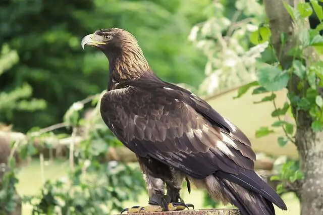 águila real de pie sobre un tronco de madera