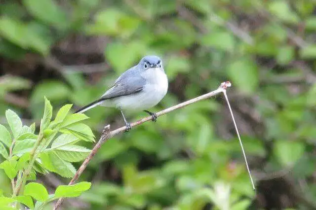 gnatcatcher azul-gris en una rama pequeña