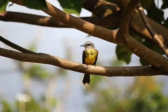 pájaro rey tropical sentado en una rama