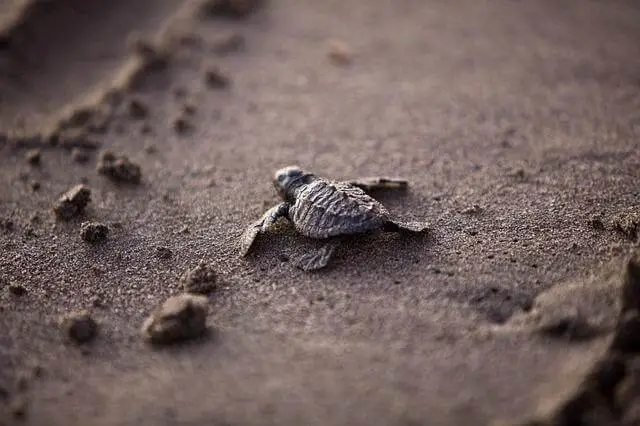 tortuga bebé en la arena