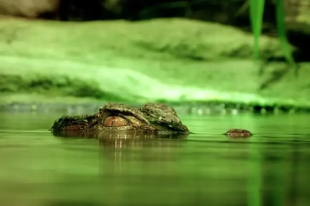 cocodrilo nadando en agua verde