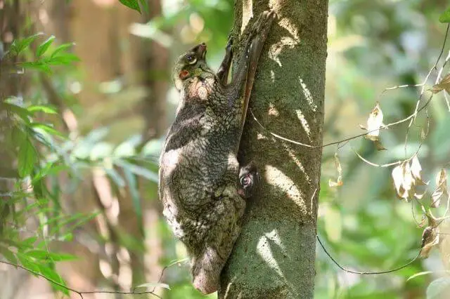 Colugo madre y bebé en un árbol