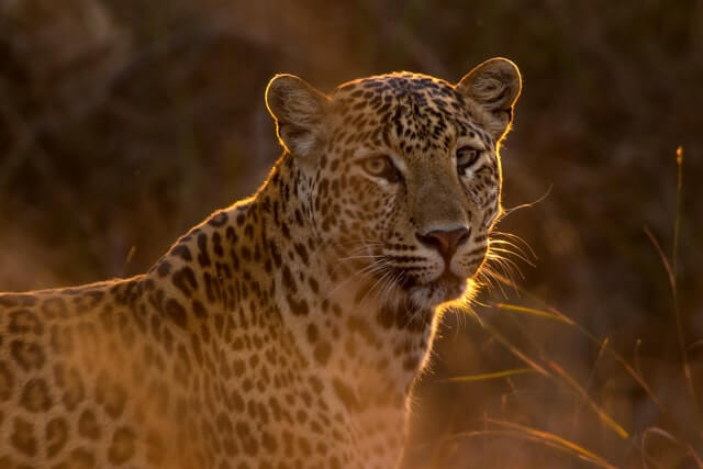 leopardo en la naturaleza