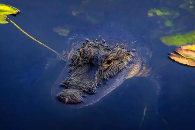 cocodrilo grande flotando en el agua