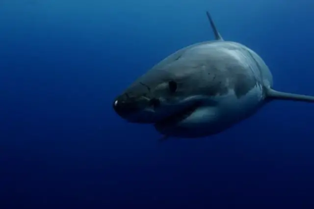 gran tiburon blanco nadando bajo el agua