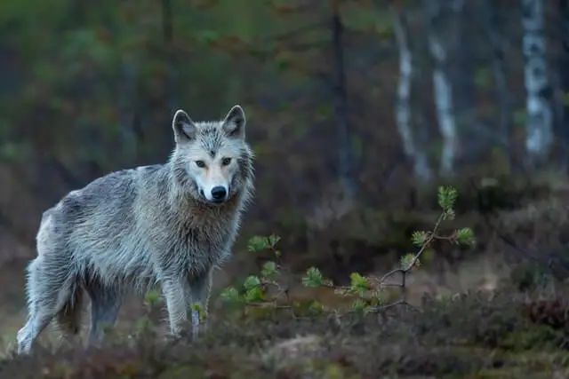 lobo gris en el bosque