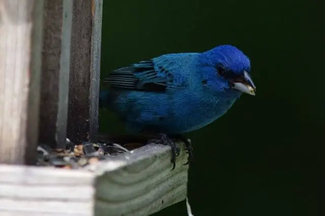 Indigo Bunting de pico azul en un comedero para pájaros
