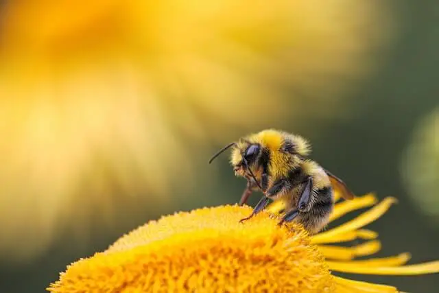 una abeja posada en una flor amarilla