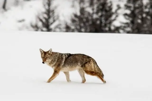 coyote marrón caminando sobre la nieve