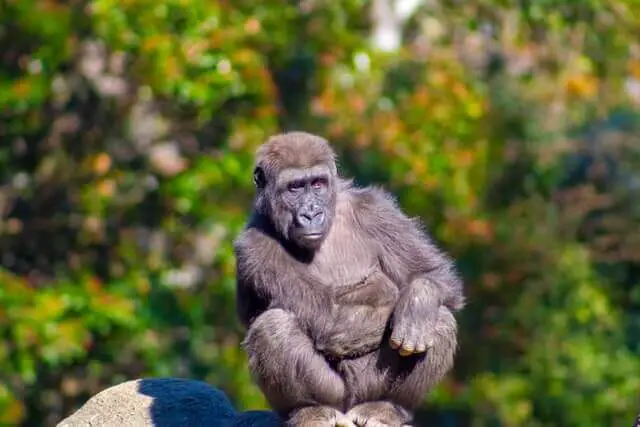 un chimpancé sentado en una roca