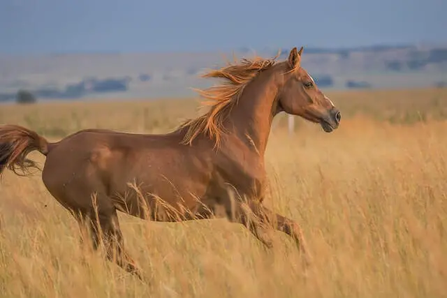 un hermoso caballo corriendo en un campo