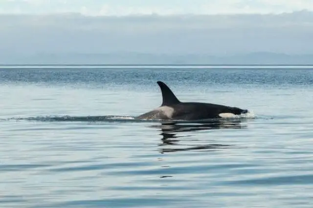una orca nadando sobre el agua
