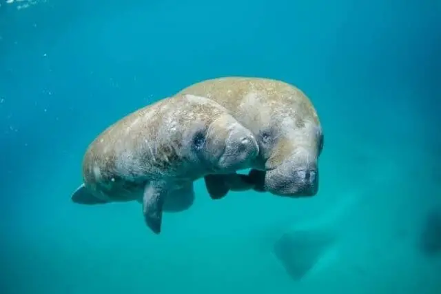 dos manatíes nadando bajo el agua