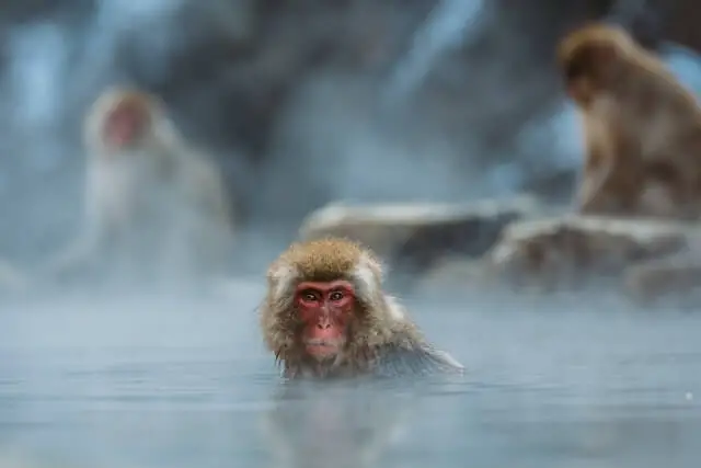 un macaco japonés en el cuerpo de agua