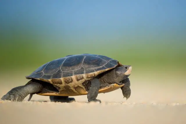 una tortuga caminando por el suelo