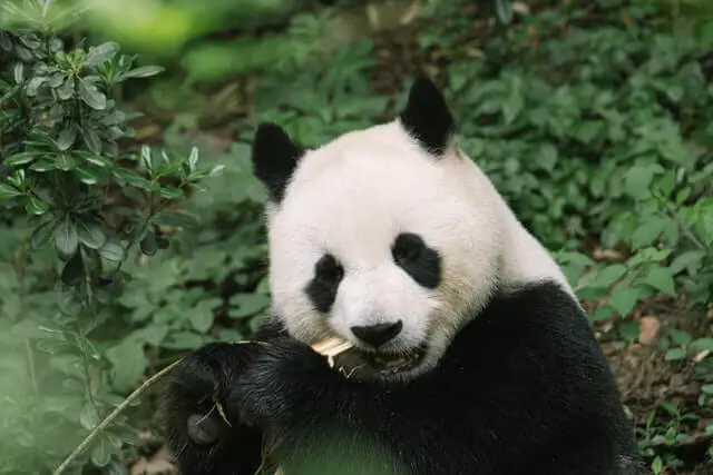 un panda comiendo en el bosque