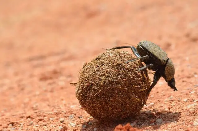 un escarabajo de estiércol rodando una bola de comida marrón