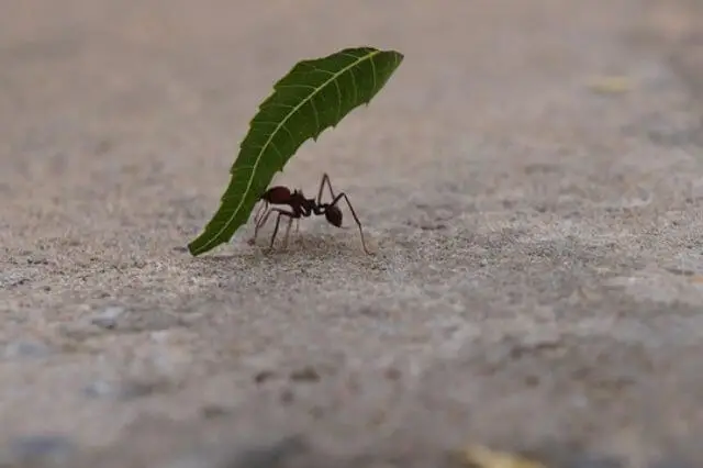 una hormiga que lleva una hoja grande