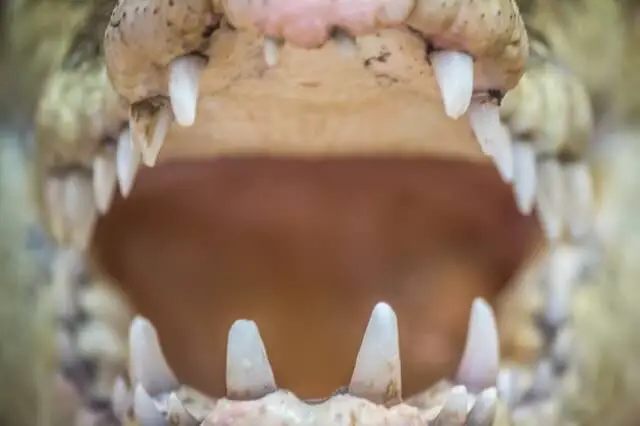 una mandíbula de cocodrilo