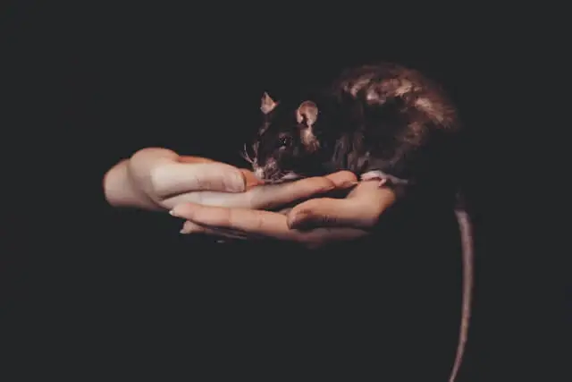 una persona con rata en sus manos