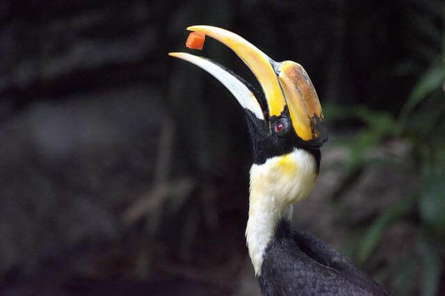 un gran pájaro cálao comiendo comida en la naturaleza