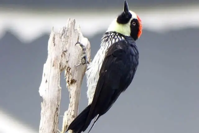 un pájaro carpintero blanco y negro con un parche rojo en la cabeza