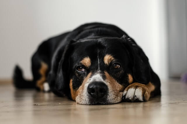 un perro de aspecto triste tirado en el suelo