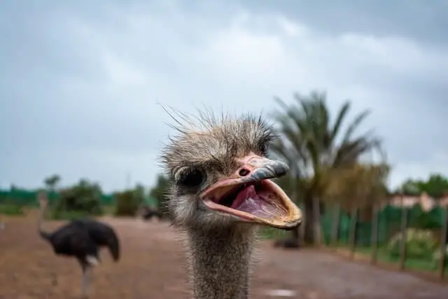 un avestruz con el pico bien abierto