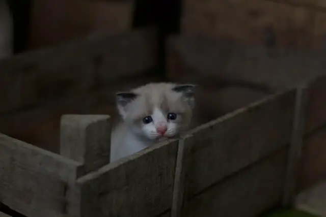 un gato bebé de aspecto ansioso