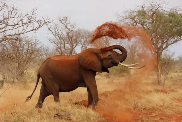 elefante tirando arena con su trompa