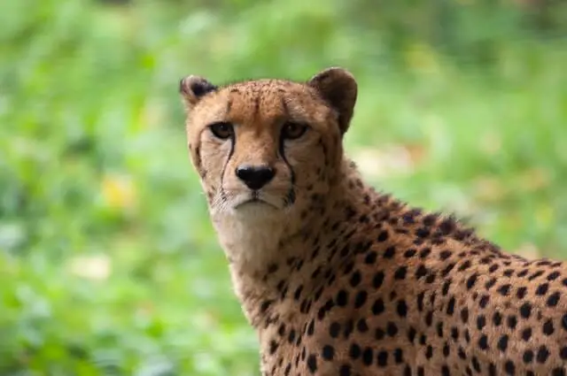 una foto de cerca de un guepardo