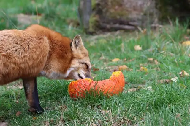 un zorro rojo comiendo calabaza