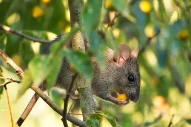 un ratón comiendo una fruta amarilla en una rama de árbol