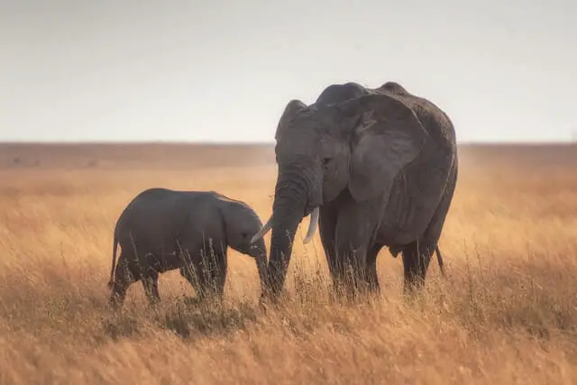 un elefante grande y pequeño uno al lado del otro