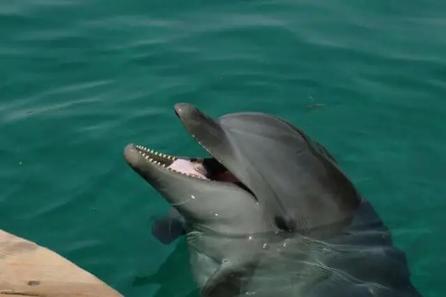 delfín sonriente en el cuerpo de agua