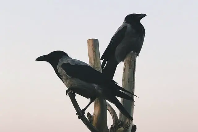 dos cuervos posados ​​en la rama de un árbol