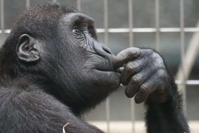 un chimpancé de aspecto pensativo 