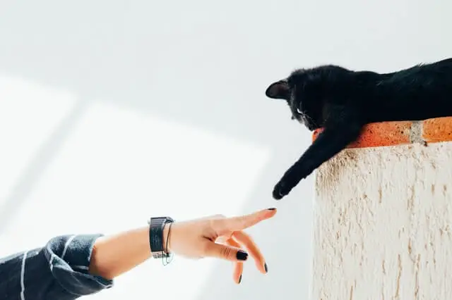 un gato negro tocando el dedo de una persona