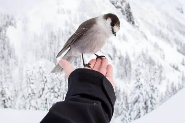 un pequeño pájaro parado en una mano humana