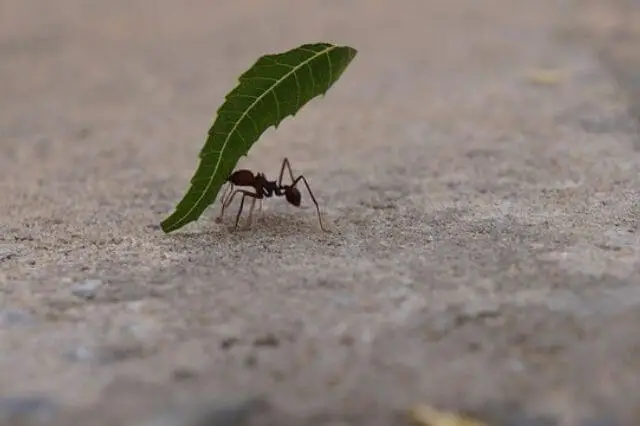 hormiga pequeña pero fuerte que lleva una hoja grande
