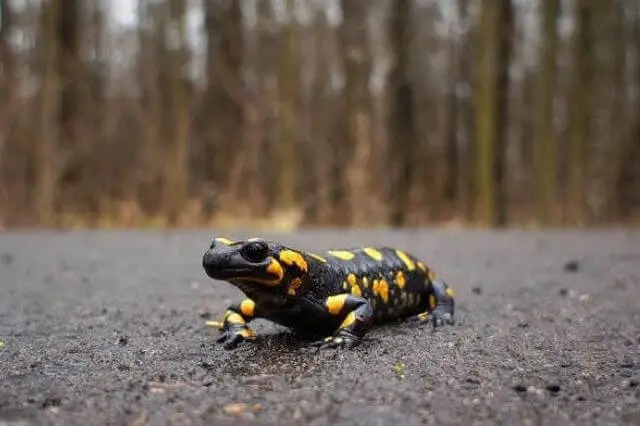 una salamandra negra y amarilla sobre un hormigón