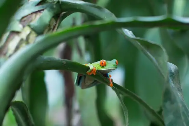 una rana arborícola de ojos rojos en una hoja verde